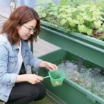 アクアポニックスの始め方【完全ガイド】初心者でもできる導入方法・必要設備・費用まで解説